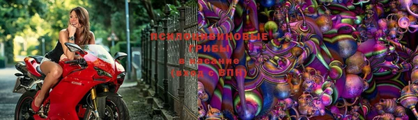 крисы Алзамай